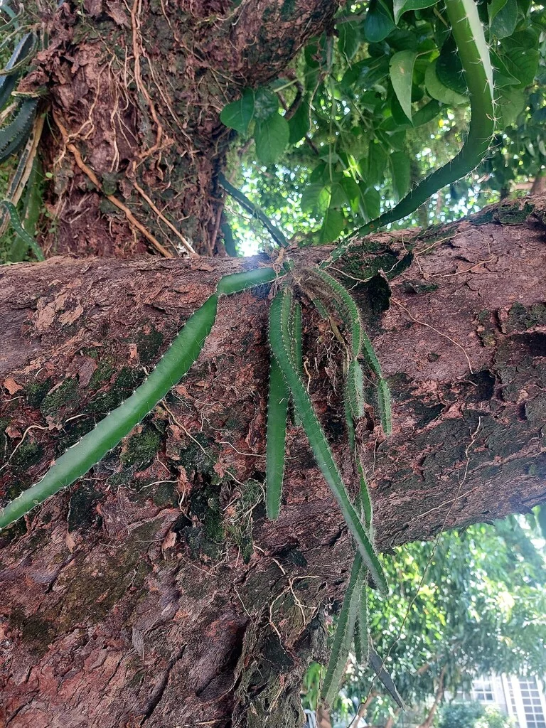 Hylocereus Undatus