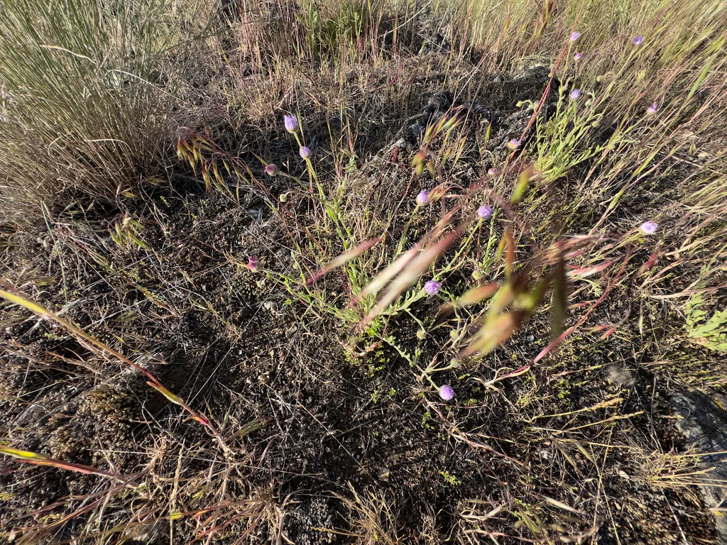 Erigeron Divergens