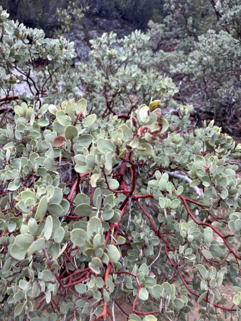 Arctostaphylos Viscida