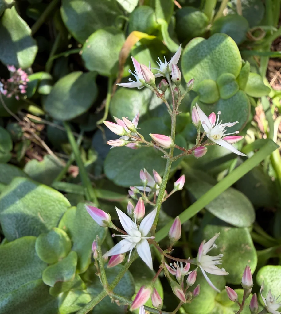 Crassula Multicava