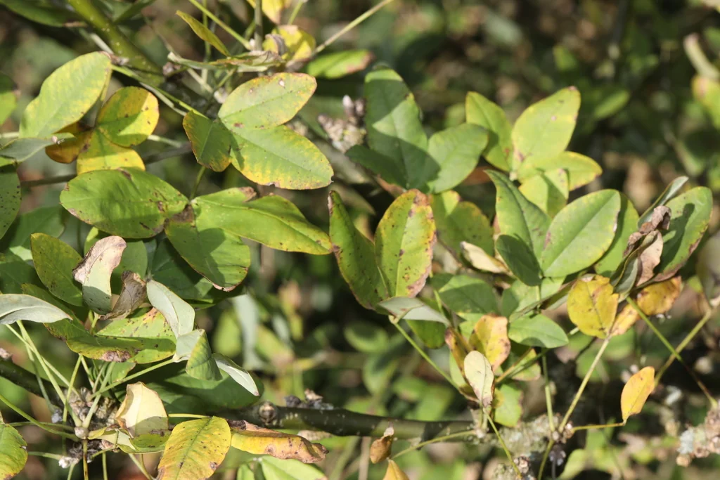 Laburnum Anagyroides