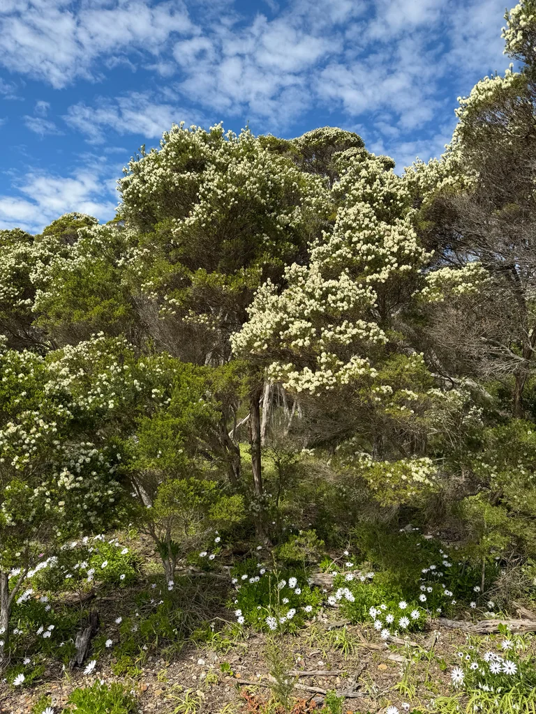 Melaleuca Ericifolia