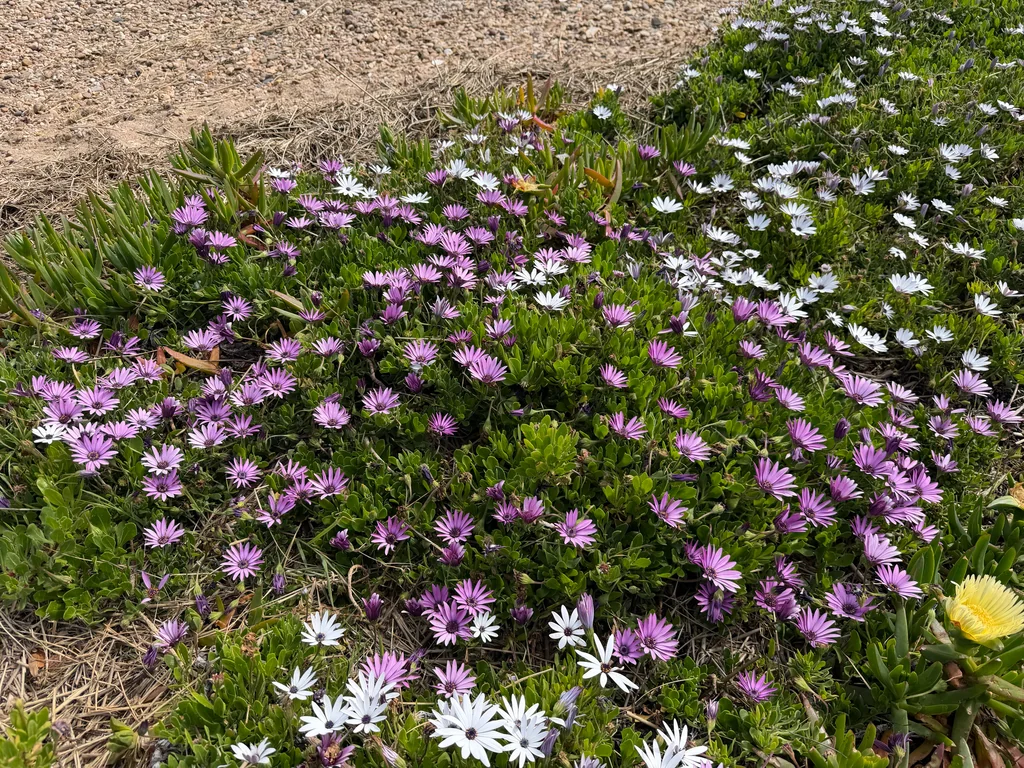Osteospermum Fruticosum