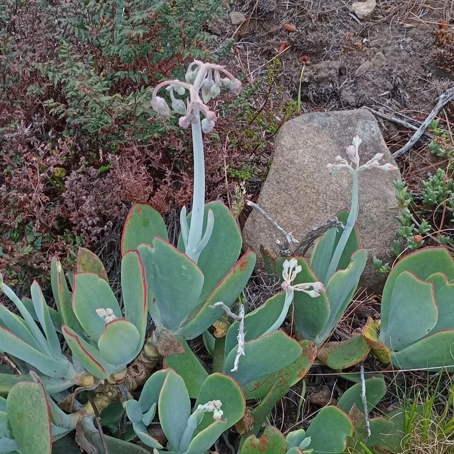Cotyledon Orbiculata