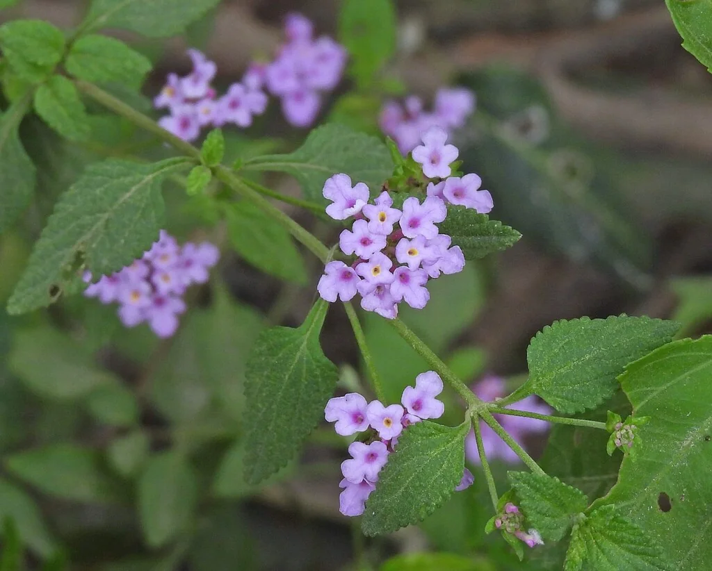Lantana montevidensis