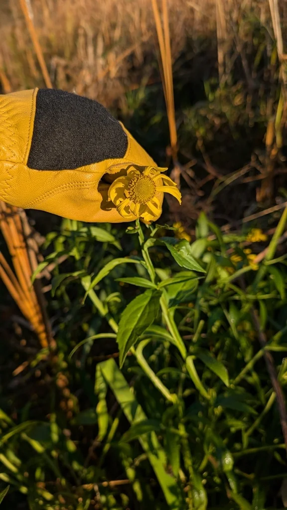 Helenium Autumnale