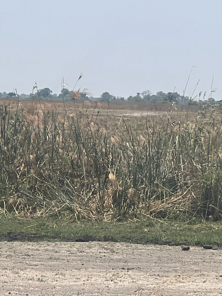 Cyperus Papyrus