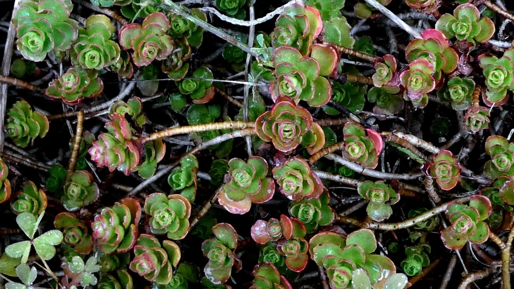 Sedum spurium