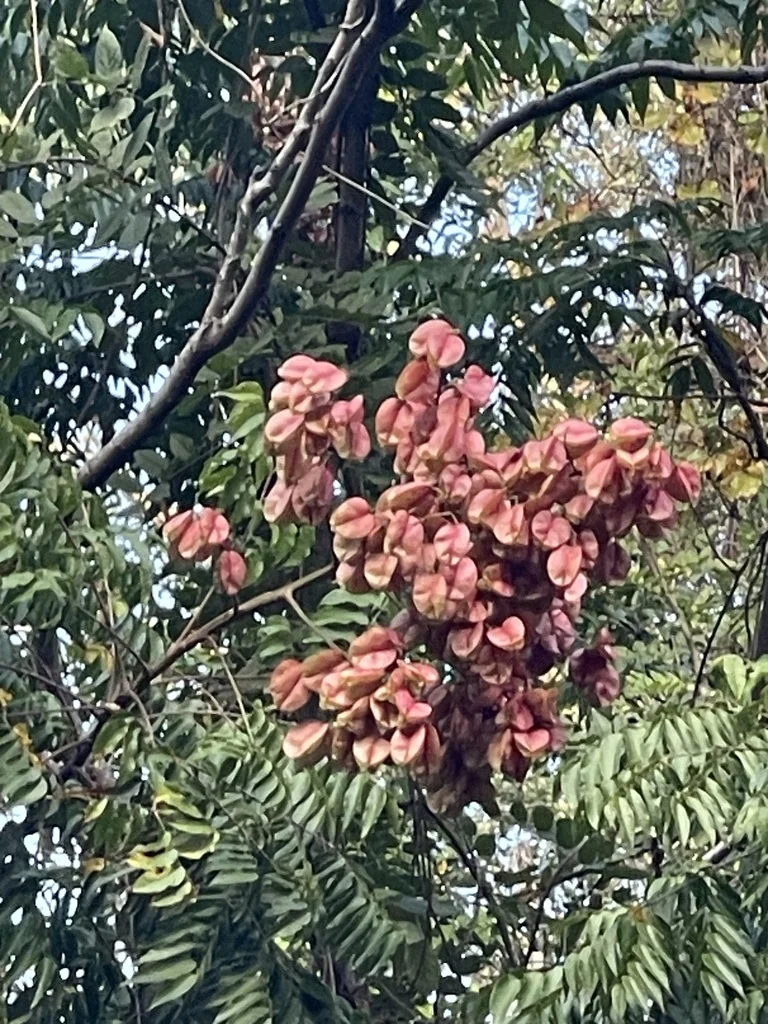 Koelreuteria Elegans