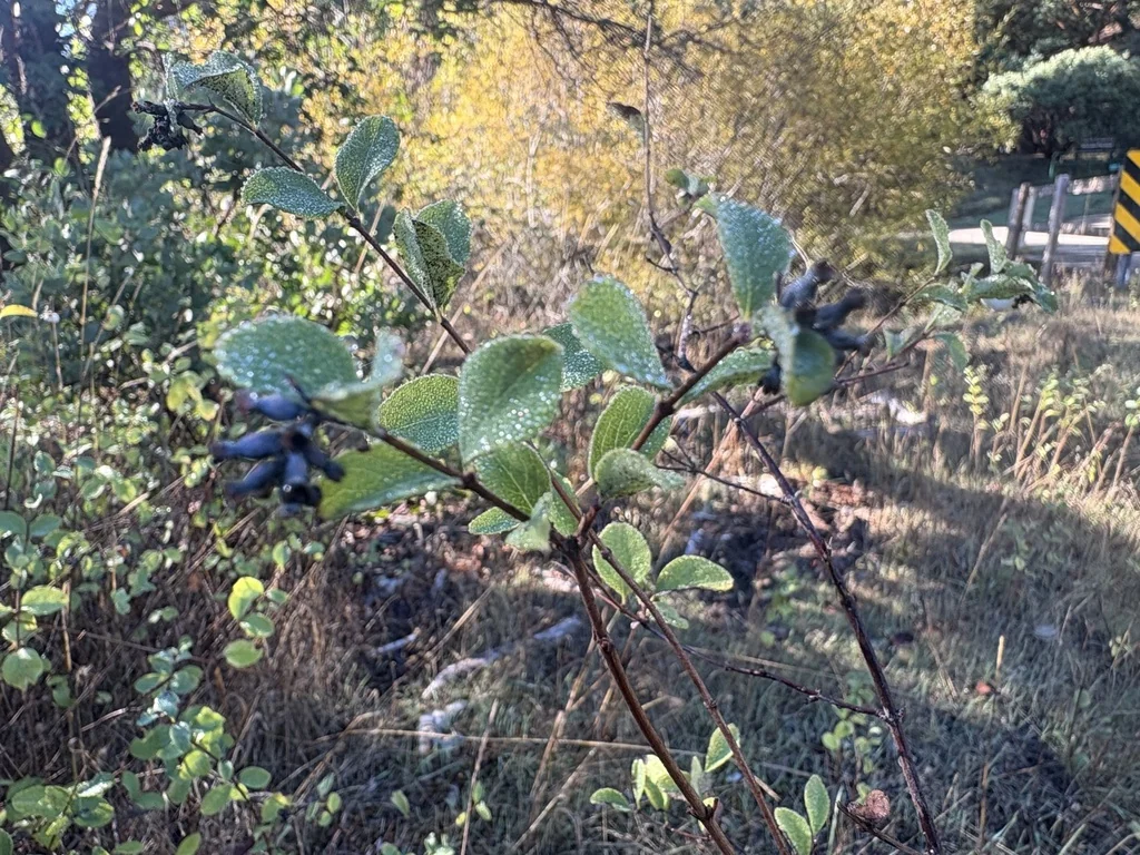 Symphoricarpos Mollis