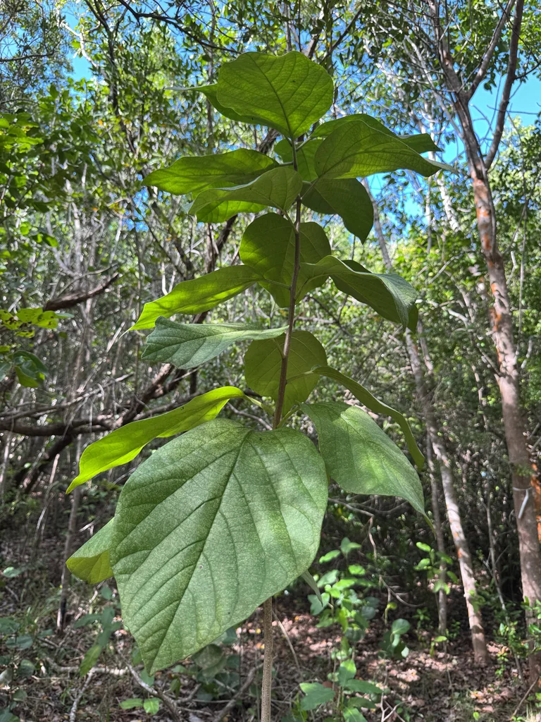 Cordia Sebestena