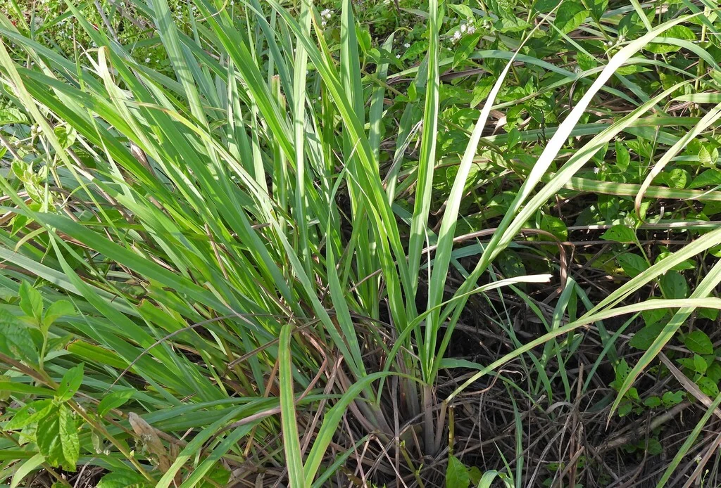 Cymbopogon Citratus
