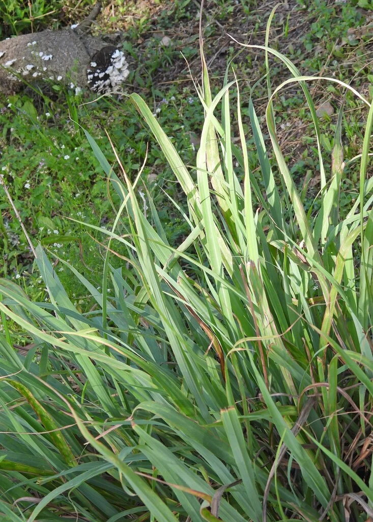 Cymbopogon Citratus