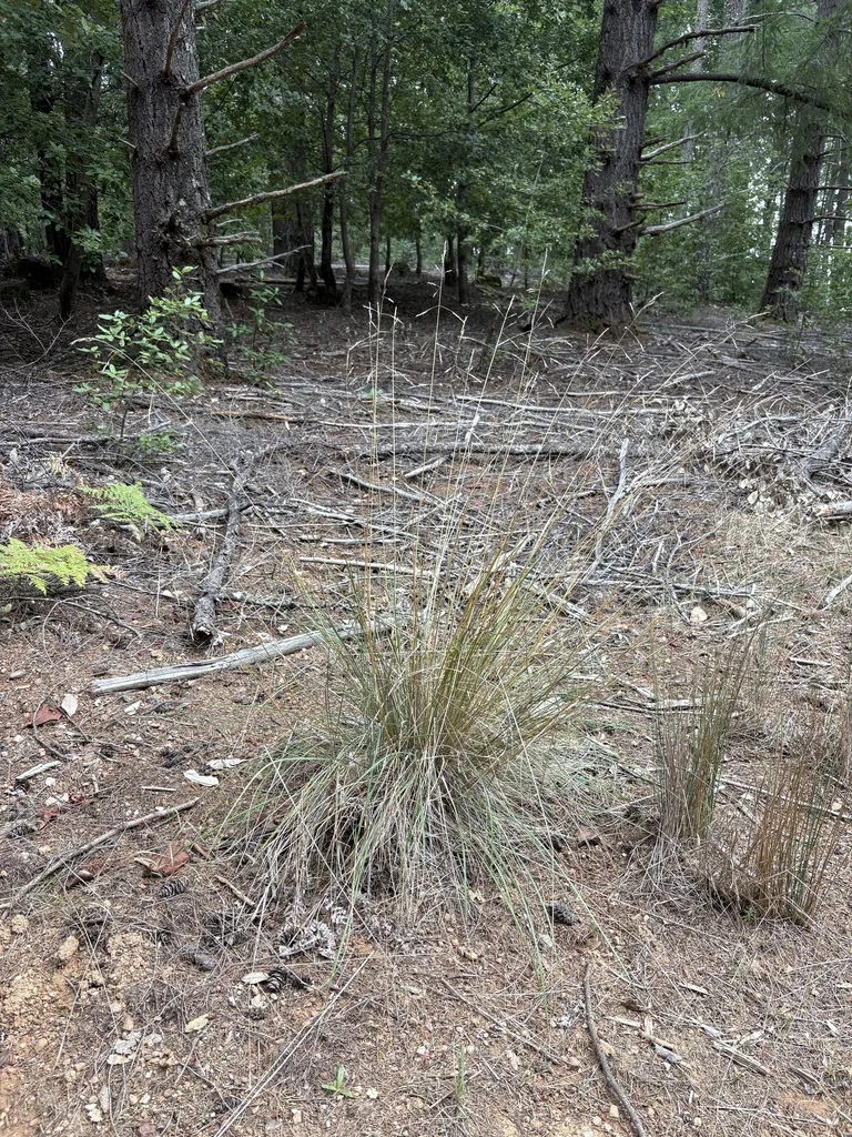 Festuca Californica