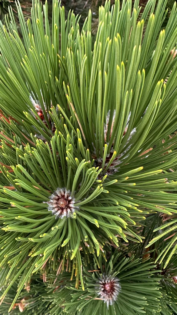 Pinus nigra
