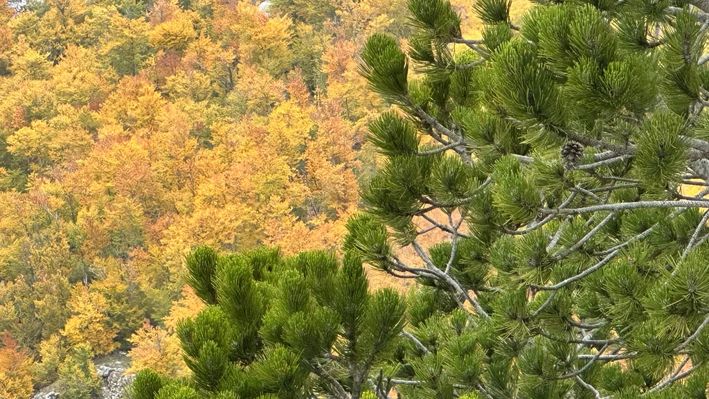 Pinus Mugo Mugo