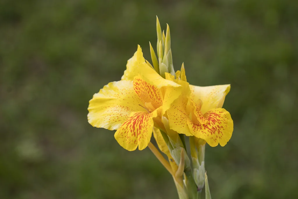 Canna generalis
