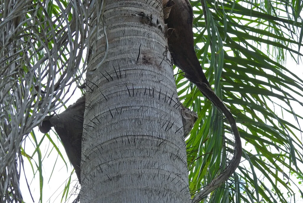 Acrocomia Totai