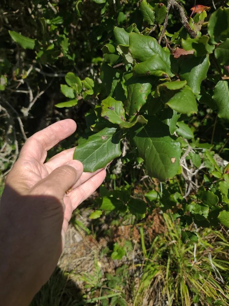 Garrya elliptica
