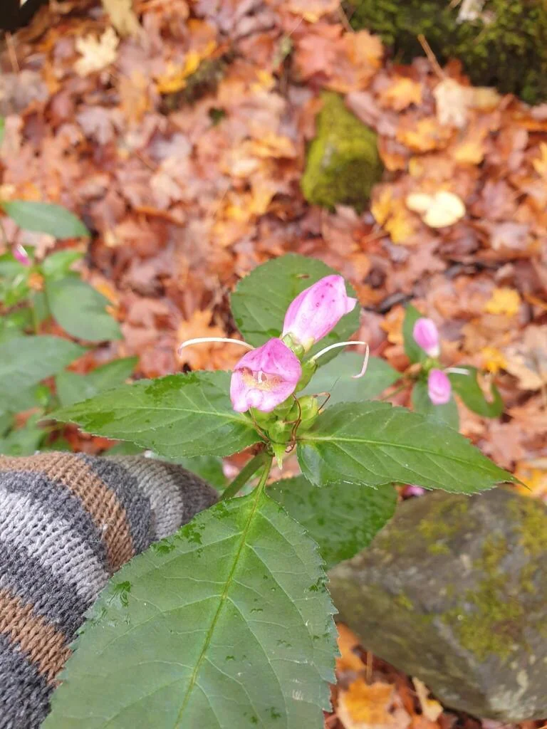 Chelone Lyonii