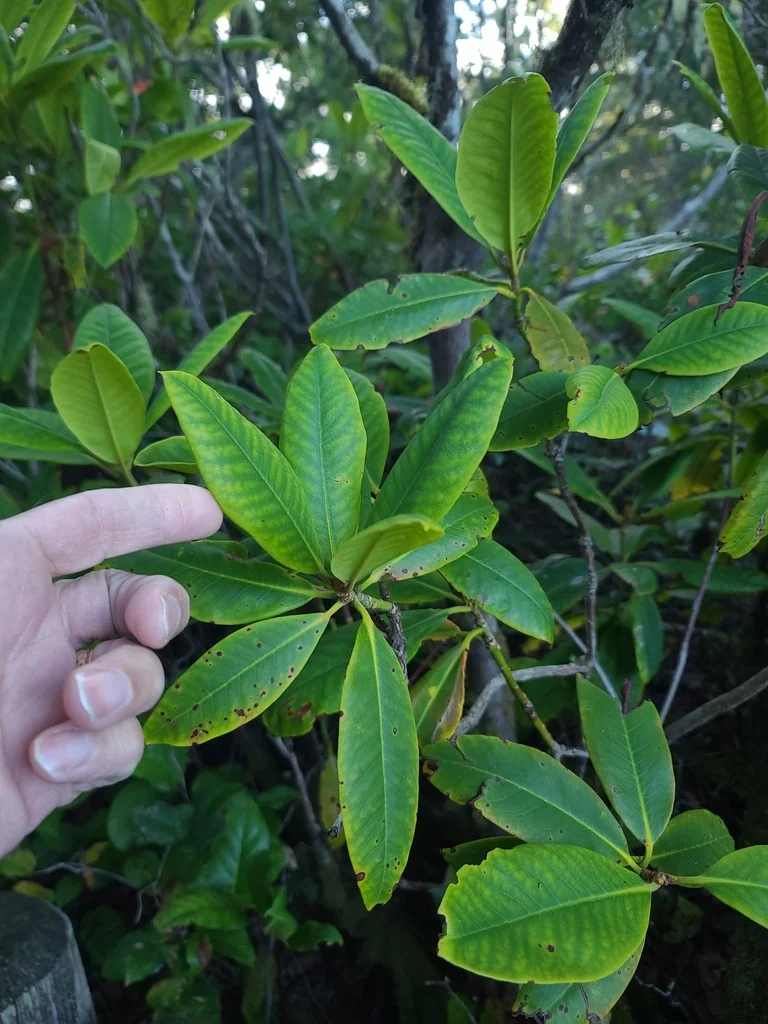 Rhododendron Macrophyllum