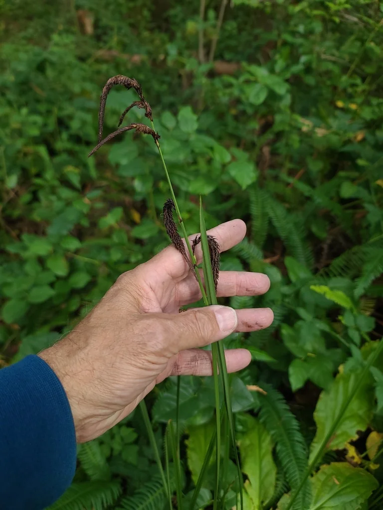Carex Obnupta