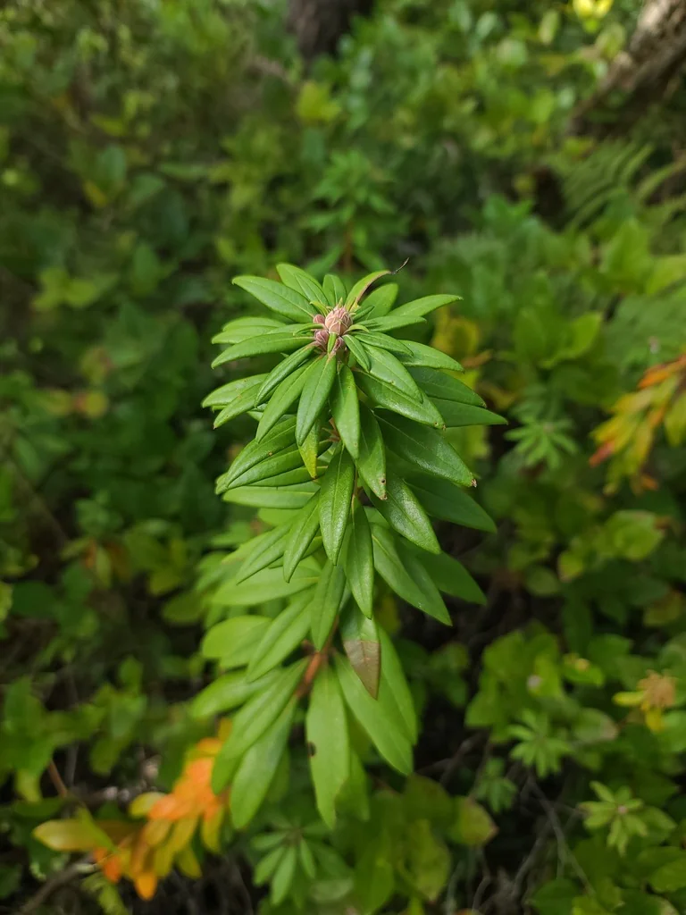 Rhododendron Columbianum