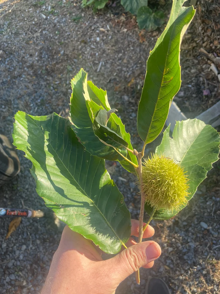 Castanea Mollissima