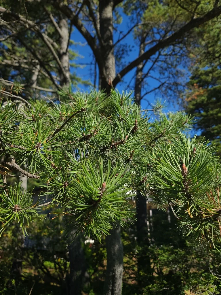 Pinus Contorta Var. Contorta