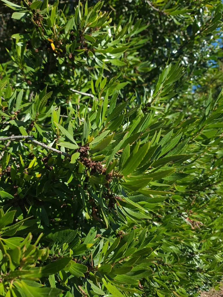 Myrica Californica