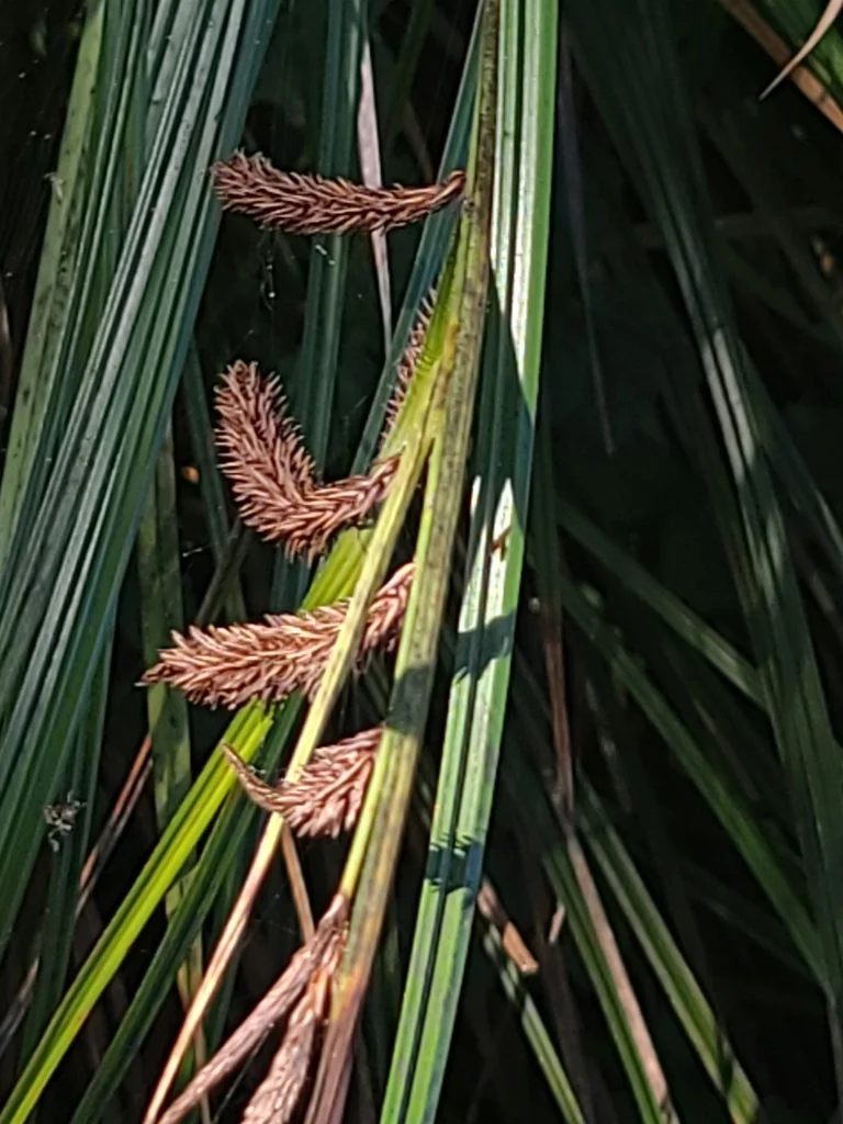 Carex Obnupta