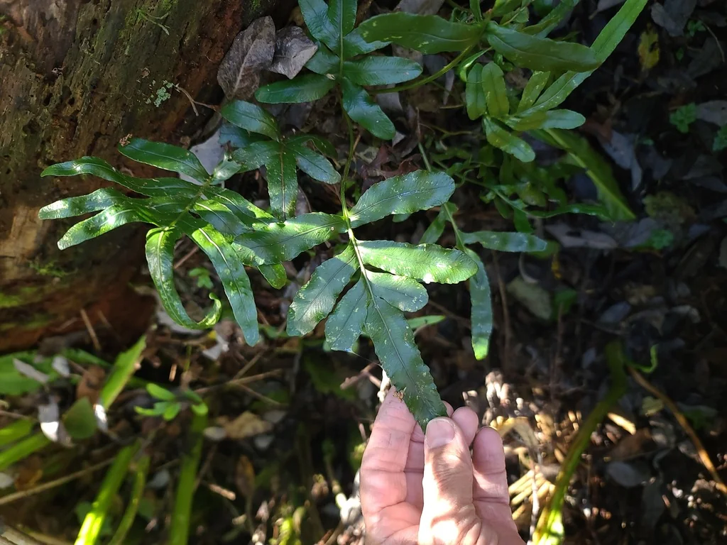 Polypodium Scouleri