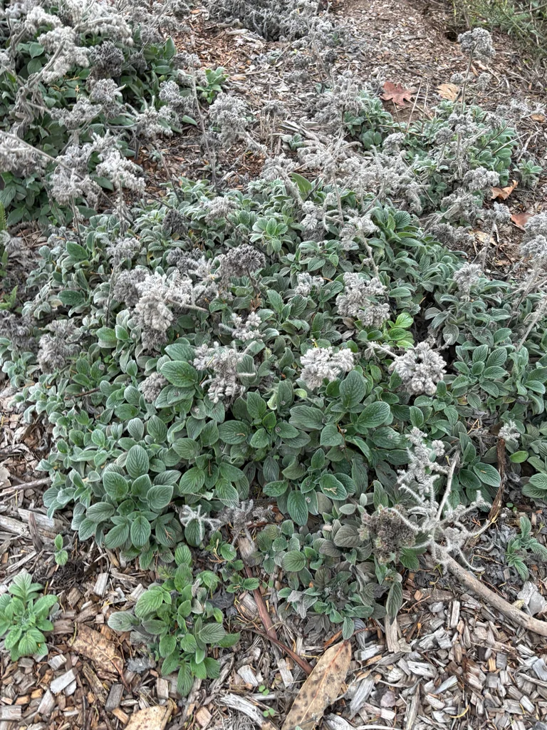 Phacelia Californica