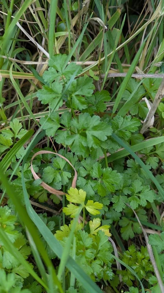 Petroselinum Crispum