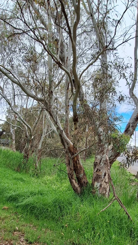 Eucalyptus Camaldulensis