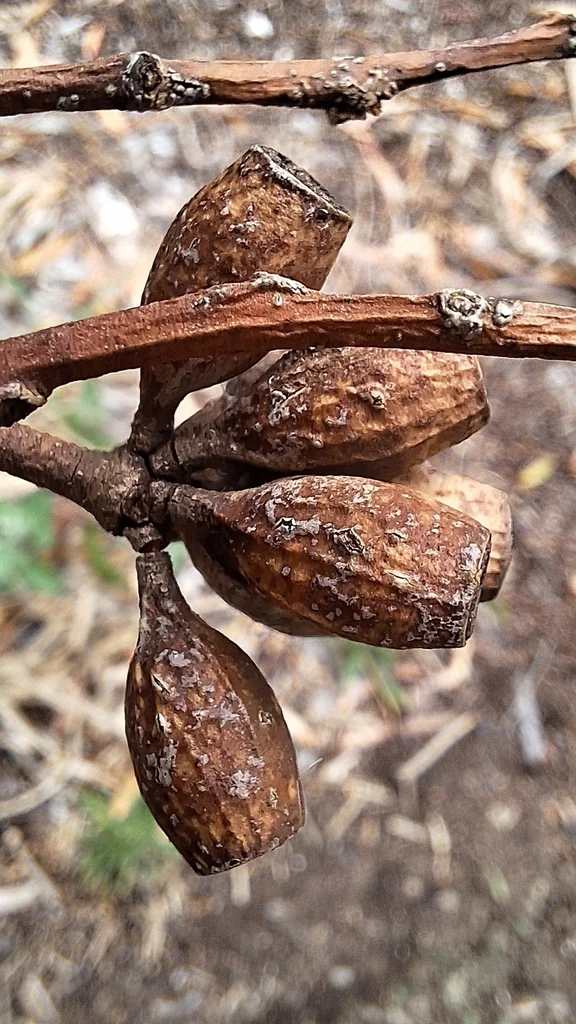 Eucalyptus Cladocalyx