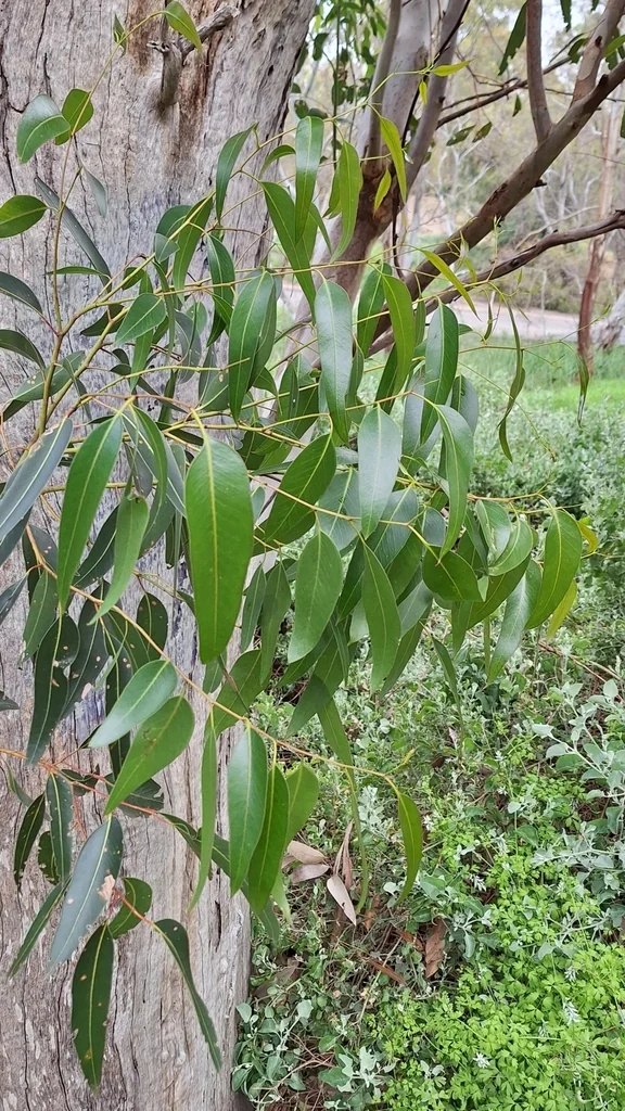 Eucalyptus Cladocalyx