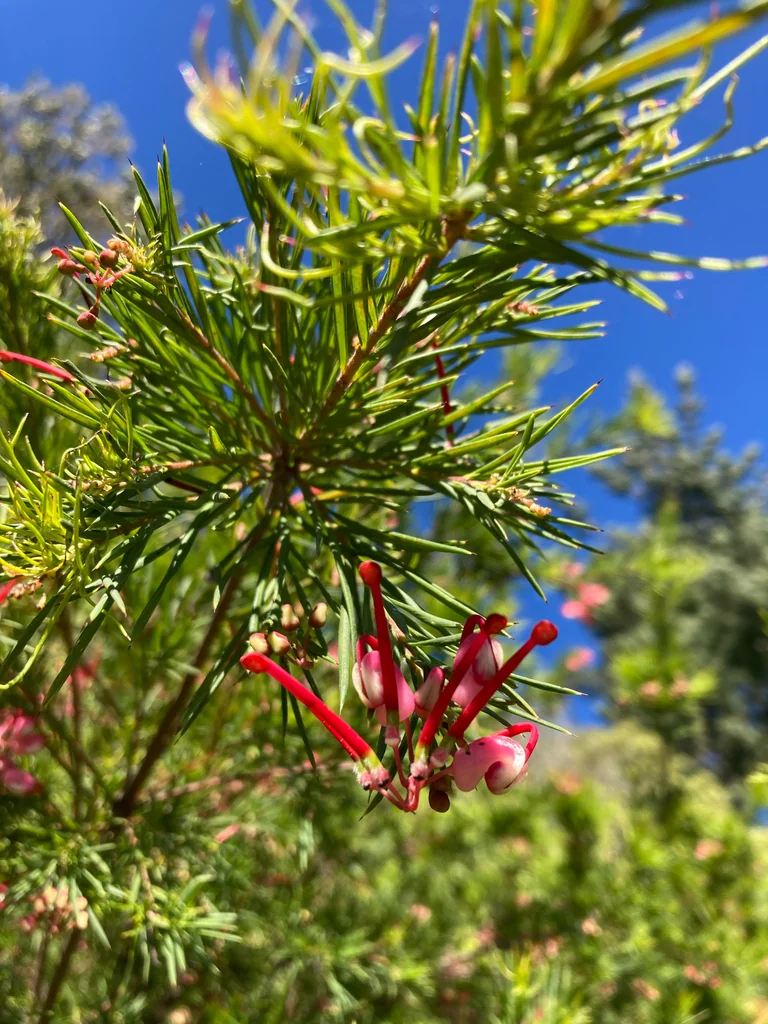 Grevillea Rosmarinifolia