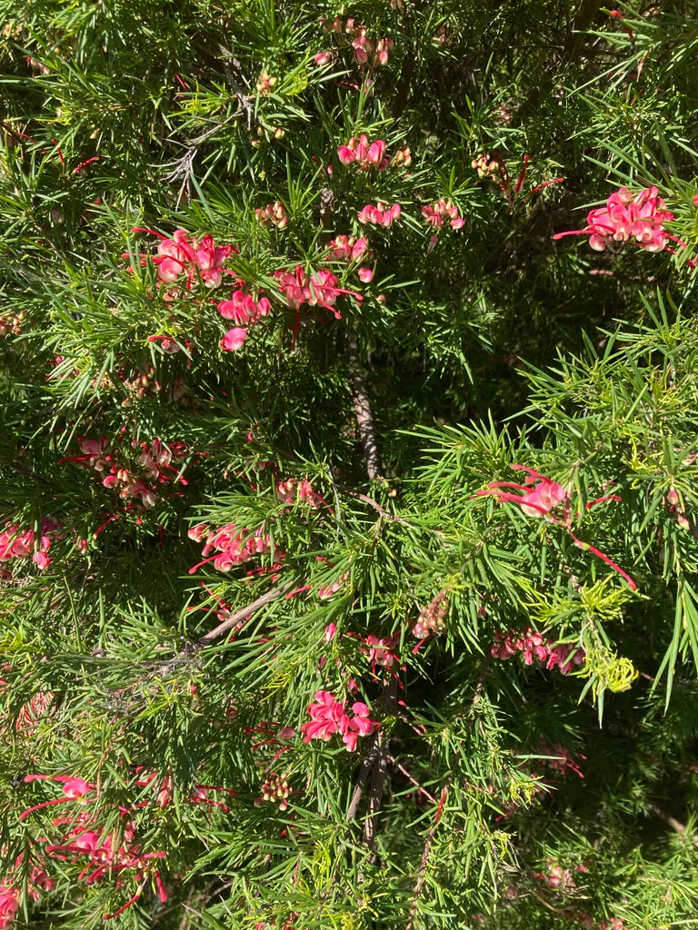 Grevillea Rosmarinifolia
