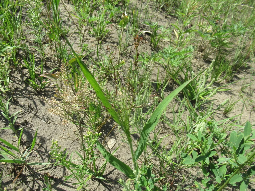 Panicum Miliaceum