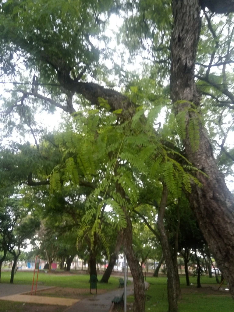 Tipuana Tipu