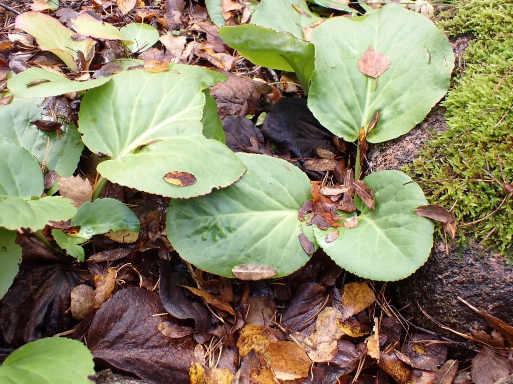 Bergenia Crassifolia