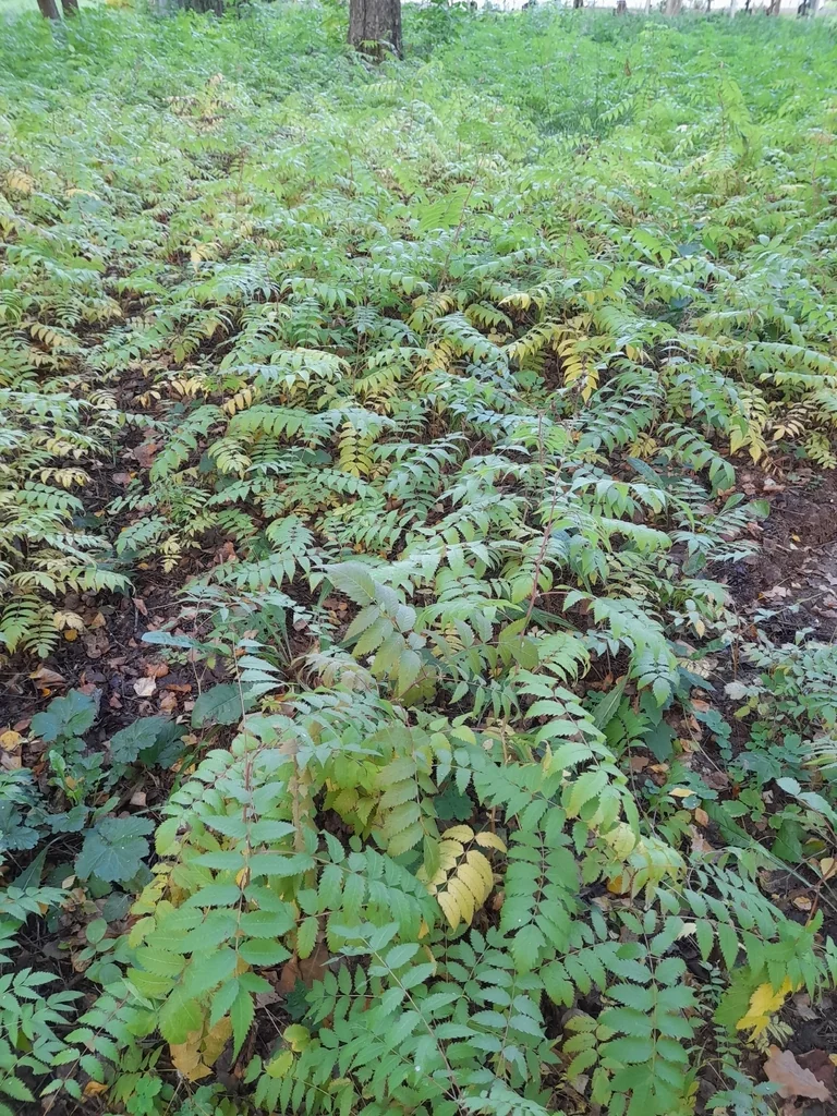 Sorbaria Sorbifolia