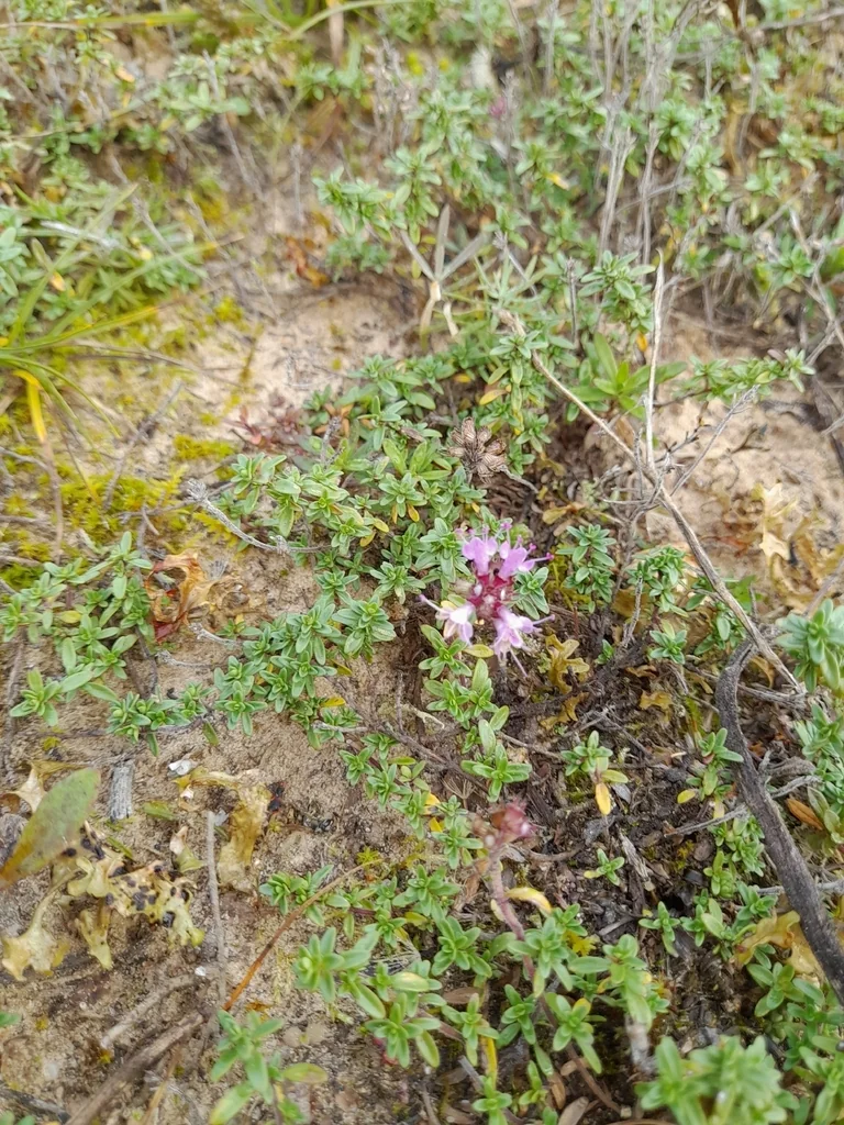 Thymus Serpyllum