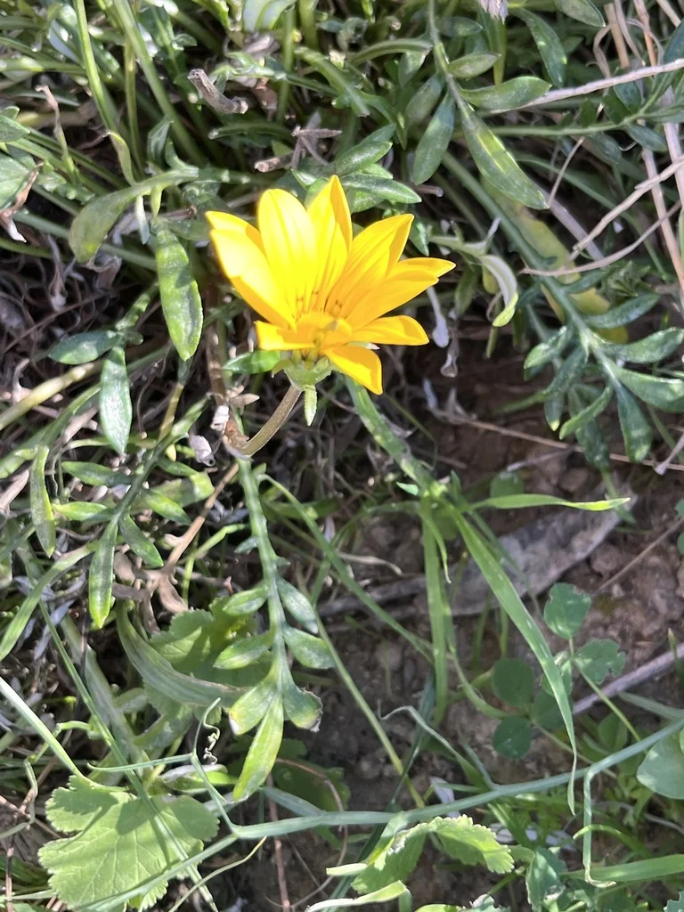 Gazania Rigens