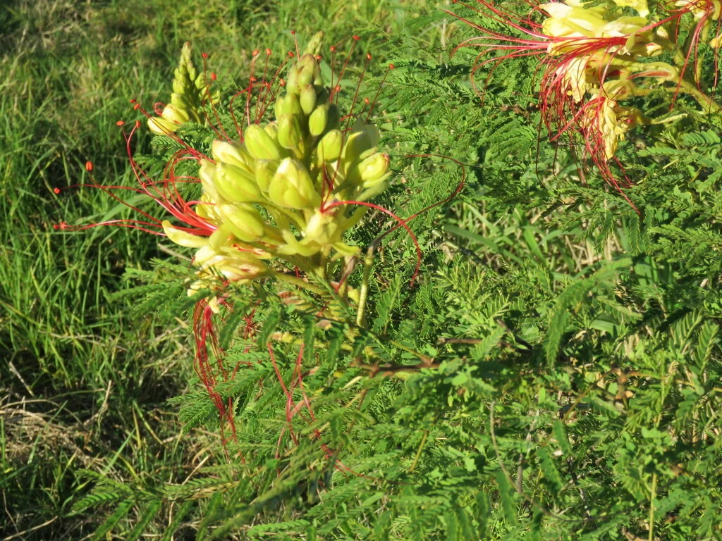 Caesalpinia Gilliesii