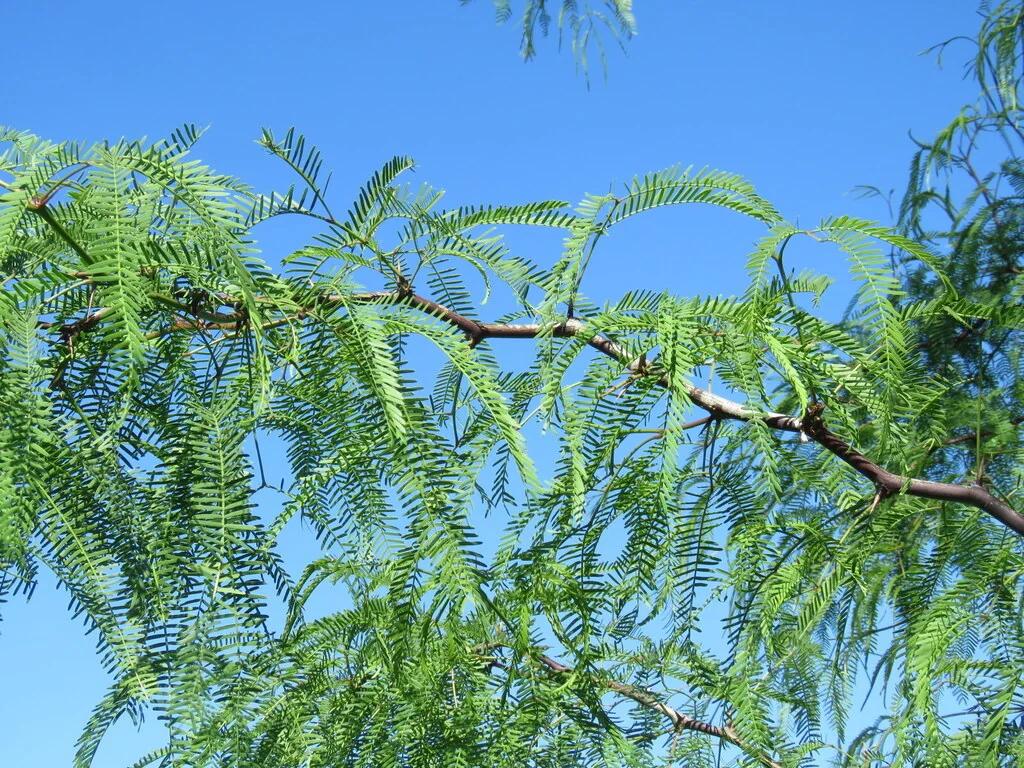 Prosopis Alba