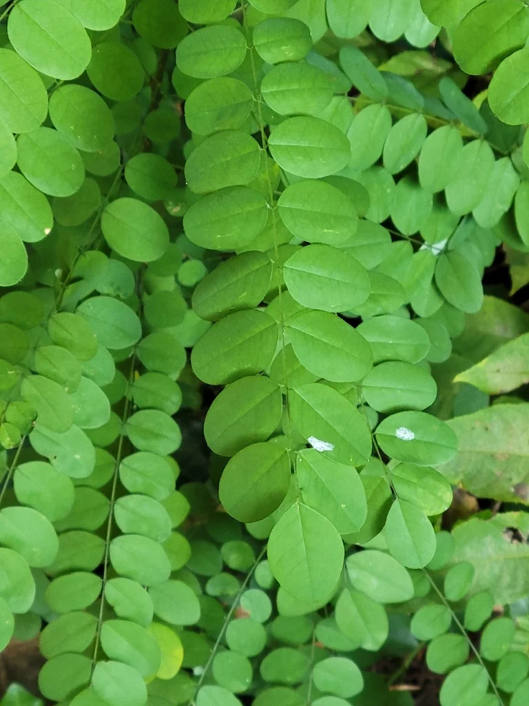 Styphnolobium Japonicum