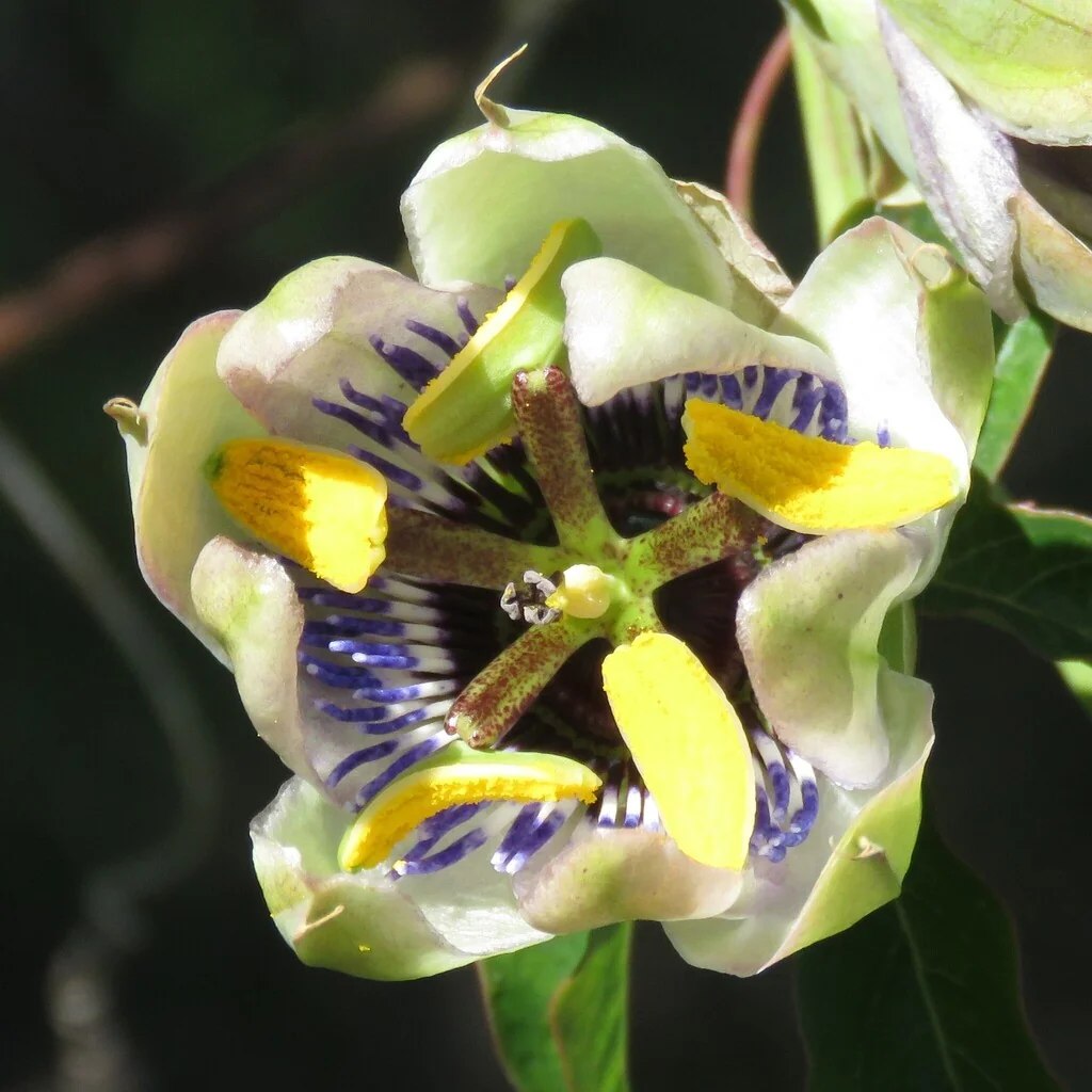 Passiflora Caerulea