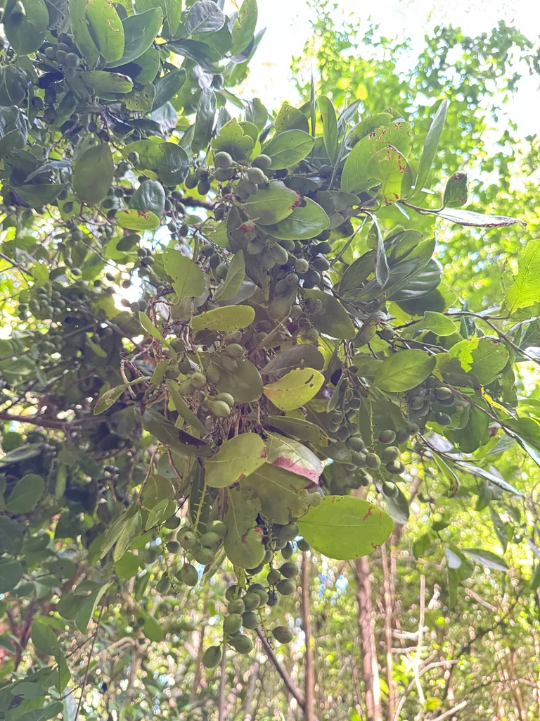 Coccoloba Diversifolia